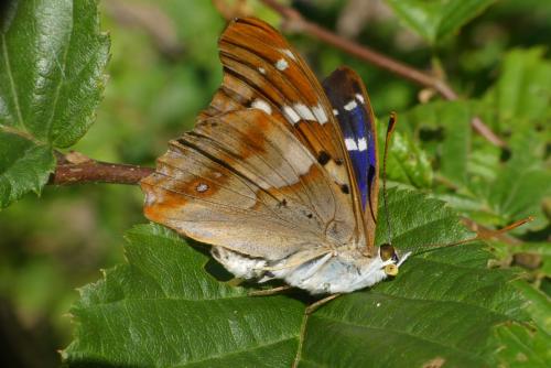 Apatura ilia